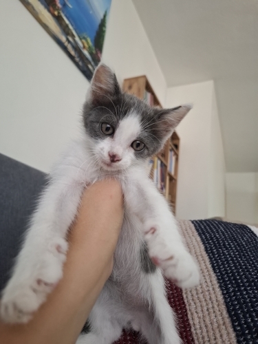 Minik Bebek Yuva Arıyor fotoğraf