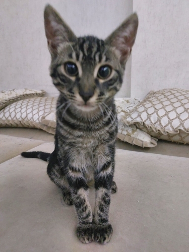 yavru kedi yuva arıyor fotoğraf