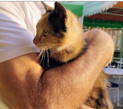Mini yuva arıyor fotoğraf