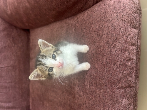 Altı haftalık çok şeker uysal eğitimli bir kedi yavrusu fotoğraf