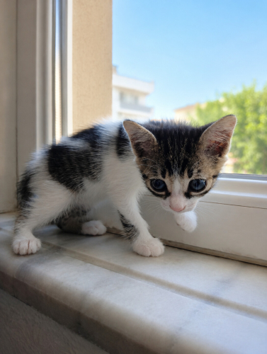 Minik Luna ömürlük yuvasını arıyor🐾 fotoğraf