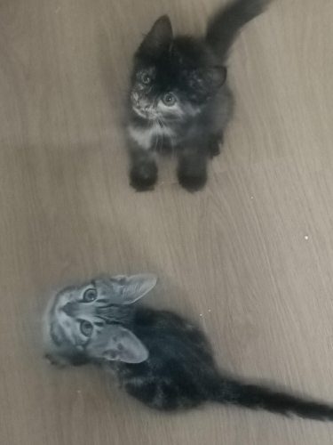 İki minik prenses yuvalarını arıyor fotoğraf