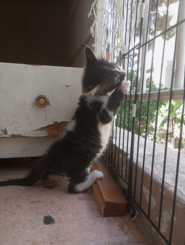Dünyalar tatlısı Erkek kör kedi fotoğraf