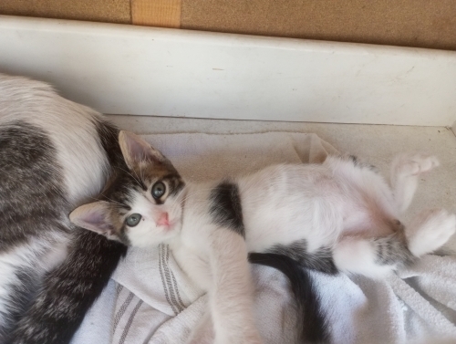 Oyuncu ve Sevecen Erkek Kedi fotoğraf