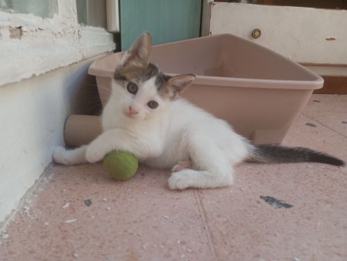 Güzeller güzeli Dişi kedi fotoğraf