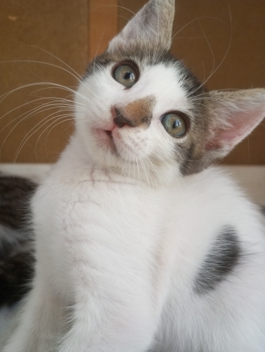 Oyuncu Dişi Kedi fotoğraf