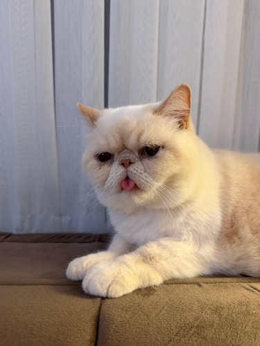 Çok Uysal Exotic Shorthair Kedimize Ömürlük Yuva Arıyoruz fotoğraf