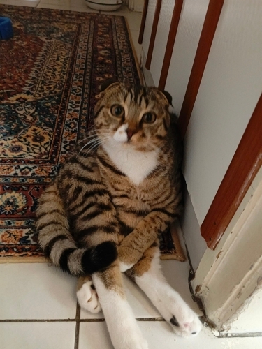 1 Yaşındaki kedimi sahiplendiriyorum fotoğraf