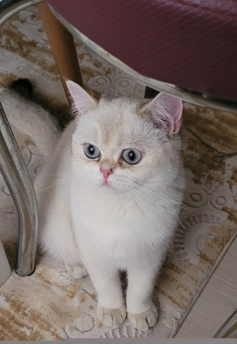 british shorthair 1.5 yaşında dişi fotoğraf