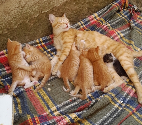 5 sarman yavru ömürlük yuvalarını arıyor 🥺🤍 fotoğraf