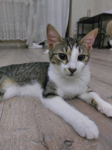 yavru kedi yuva aranıyor fotoğraf