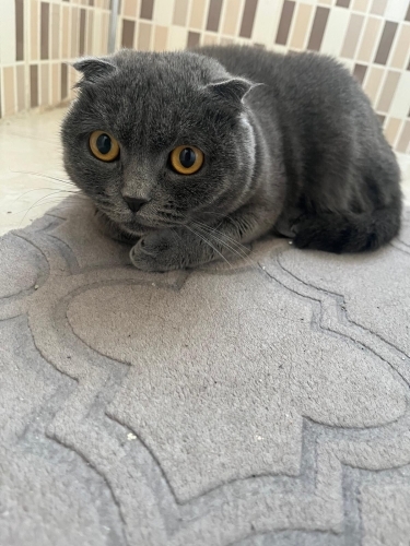 Akıllı sevecen zararsız fotoğraf
