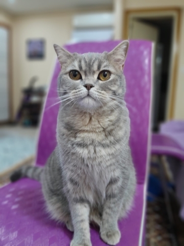 Kedimize acil kalıcı yuva arıyoruz fotoğraf