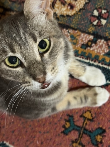 Beyazımız için yeni yuva ilanı aşıları tam fotoğraf