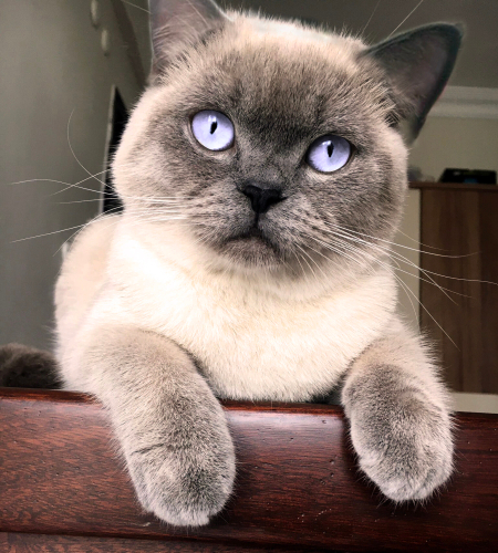 0534 795 50 35 BRITISH SHORTHAIR BLUEPOINT KISIR, ÇİPLİ OĞLUM MAVİŞ fotoğraf