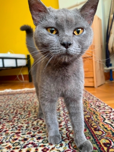 Acil Ankara yuva fotoğraf