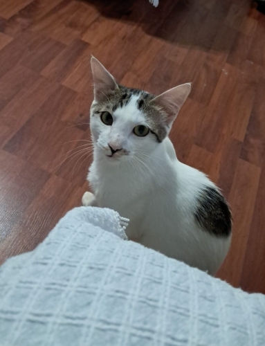 EN SADIK DOSTUNUZ OLABİLİR! TATLI OĞLAN ÇINAR🐾🖤 fotoğraf