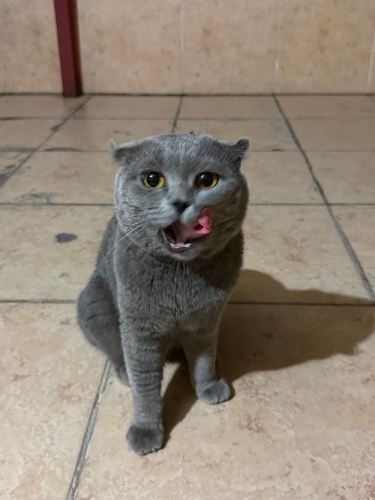 Acil sahiplendirme fotoğraf