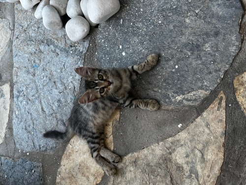 Acil yuva Sitede istenmiyor bilinmeze gitmeden yuva fotoğraf