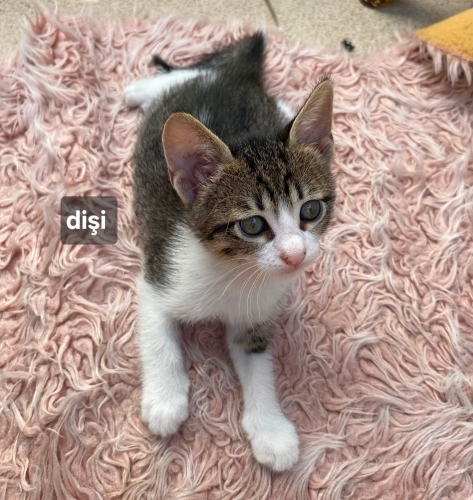 Acil yuva aranıyor fotoğraf