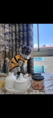 Aşıları tam cins kedi bütün eğitimleri tam fotoğraf