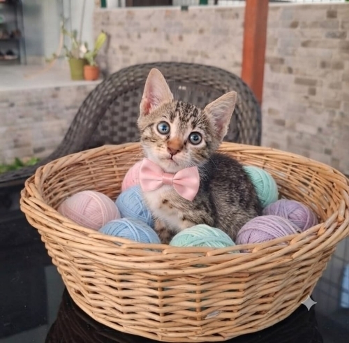 Alin yuva arıyor fotoğraf