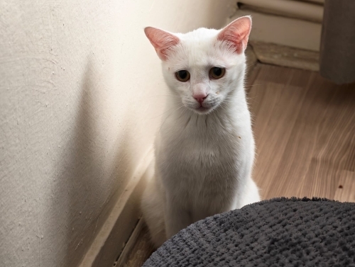 Kartopu Leo 3 Yaşında Kısırlaştırılmış Çipli fotoğraf