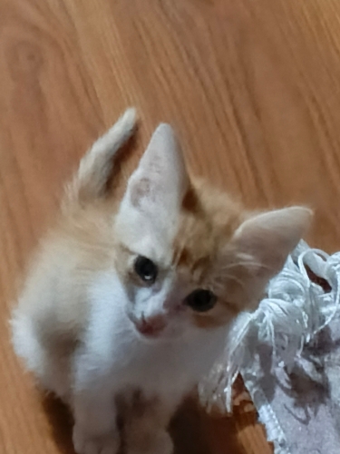Yapışık sevecen bir kedi kısa sürede sahiplendirmek istiyorum fotoğraf