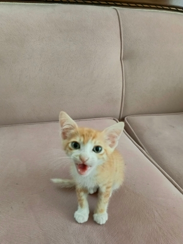Sevecen yavru kedi 1,5 yaşında fotoğraf