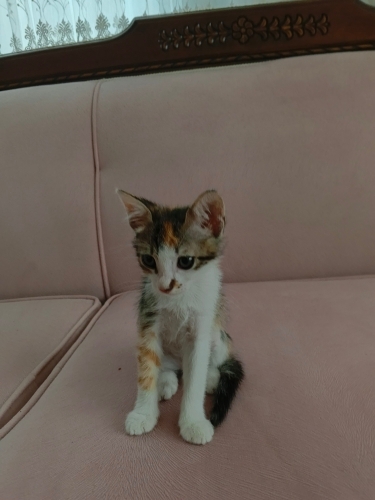 1,5 aylık ,3 renkli, oyuncu kedi fotoğraf