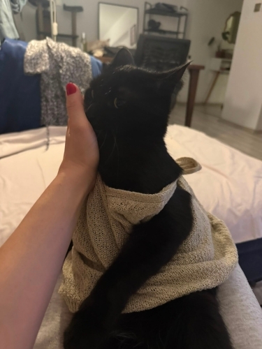 2 YAŞINDA UYSAL KEDİ fotoğraf