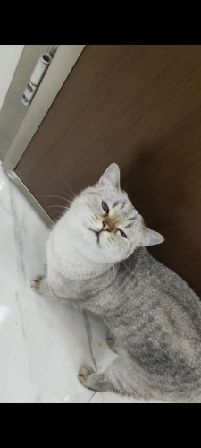 Sakin, uysal kızımıza ömürlük yuva fotoğraf