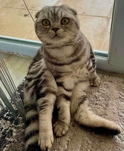 Kısır erkek 5 yaşında scottish fold fotoğraf