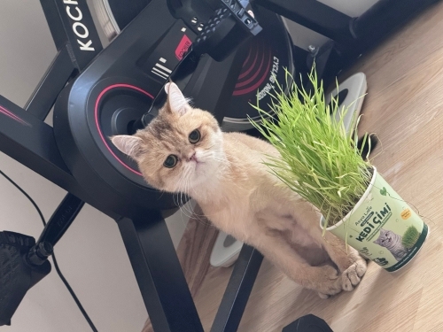 🐾 YUVA ARIYORUZ – ÜCRETSİZ SAHİPLENDİRİLECEKTİR 🐾 fotoğraf