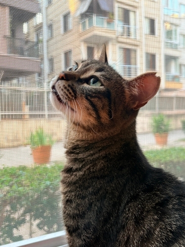 Bir ayağı ampute güzel oğlumuza kalıcı yuva fotoğraf