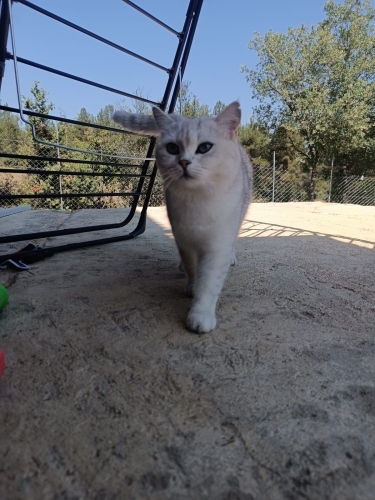 Orjinal British Shorthair fotoğraf