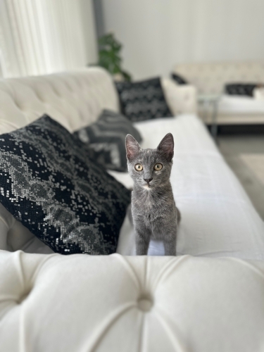 3 aylık oyuncu bir kız fotoğraf