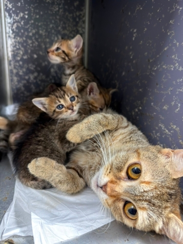 4 yavru kedimiz yuva arıyor fotoğraf