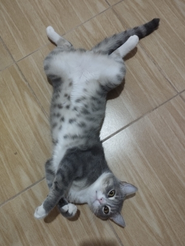 LOKİ SEVGİ DOLU YUVASININ ARIYOR fotoğraf