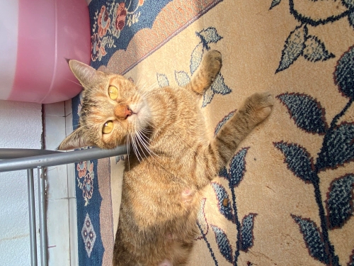 Acil sahiplendirme fotoğraf