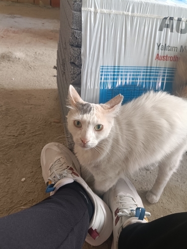 Kısırlaştırması Yapılmış, Yeşil Gözlü Üç Renkli Güzellik Evini Arıyor fotoğraf