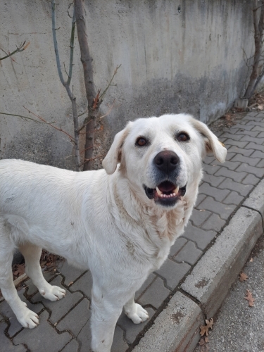 SALEP KALICI YUVASINI ARIYOR fotoğraf