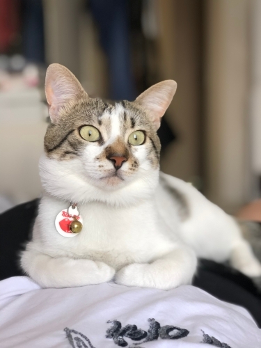Çok sevimli uysal evde doğup büyüyen çocuk dostu kedi fotoğraf