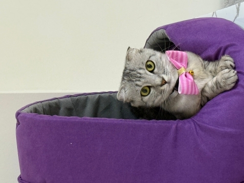 Scottish fold dişi fotoğraf