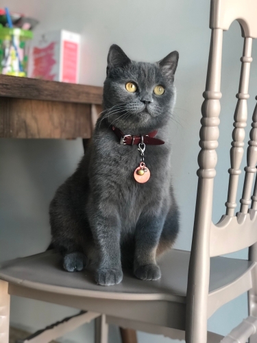 İnsan canlısı sürekli sevgi isteyen uysal duman rengi british kedi fotoğraf