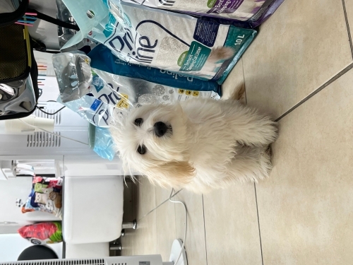Dişi maltese terrier fotoğraf