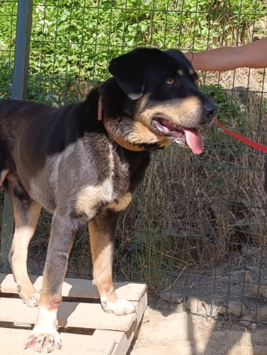 Rottweiler 5 yaş, erkek, kısır, aşılı, sevecen fotoğraf