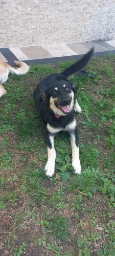 Fıstık çocuğumuza ömürlük yuva. 6 aylık Avustralya çoban köpeği fotoğraf