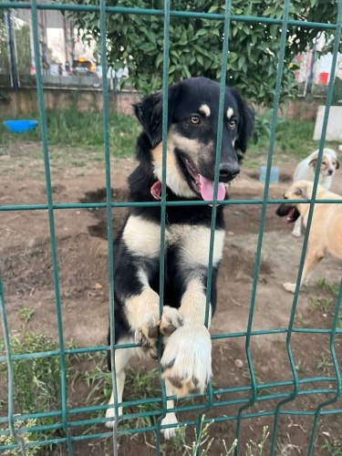 Fıstık çocuğumuza ömürlük yuva. 6 aylık Avustralya çoban köpeği fotoğraf
