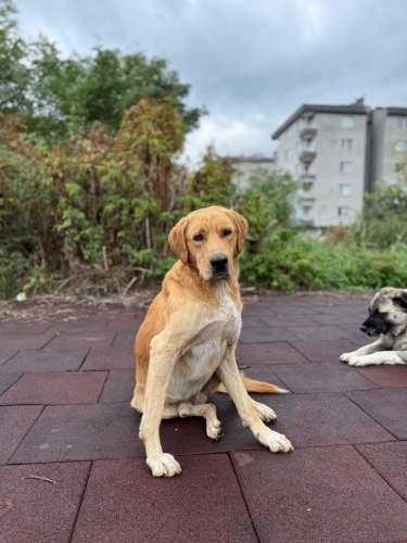 Labrador golden melezi kısır ve çipli aşıları tam ömürlük yuva fotoğraf